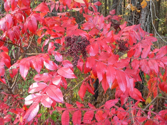 {Rhus copallinum}